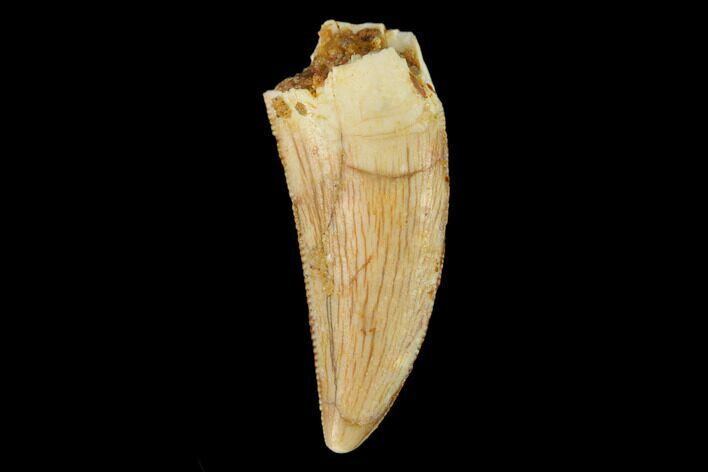 Serrated, Raptor Tooth - Real Dinosaur Tooth #133426